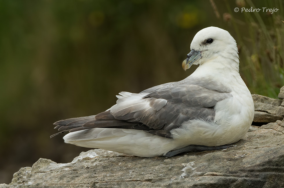 Fulmar boreal (Fulmarus glacialis)